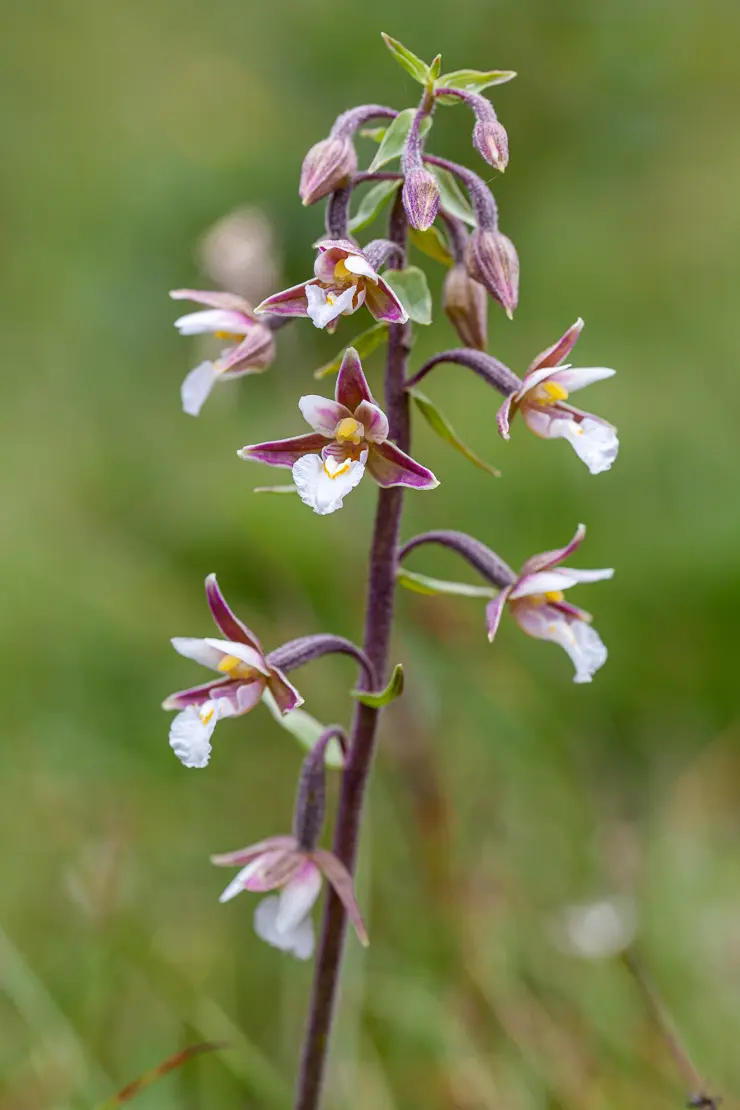 Sumpf-Stendelwurz (Epipactis palustris)